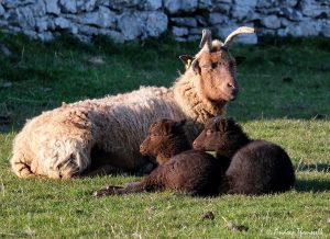 Proud Mum by Andrea Thrussell