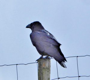 Raven by Lesley Cullen