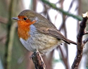 Robin by John Keelan