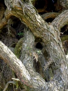 Shape of Gorse by Gwen Tuck