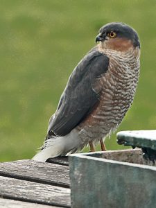 Sparrow Hawk by John Keelan