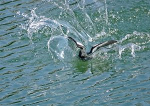 Splashdown!! Black Guillemot landing by Peter Skears