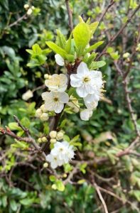 Spring Blossom by Jenny Shade