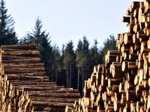 Stacks of Wood by Gwen Tuck