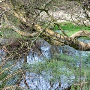 Swampy Reflections by Georgina Shaw