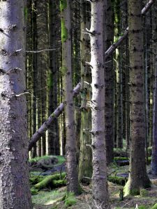 The Woods by Gwen Tuck