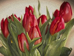 Tulips