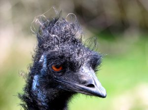 Waiting for a Post-Lockdown Haircut