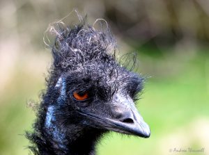 Waiting for a Post-Lockdown Haircut by Andrea Thrussell