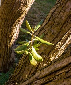 What Can Old Trees Grow? by Stuart Alexander