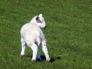 Where's Mum by Gwen Tuck