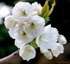 White Cherry Blossom by Andrea Thrussell