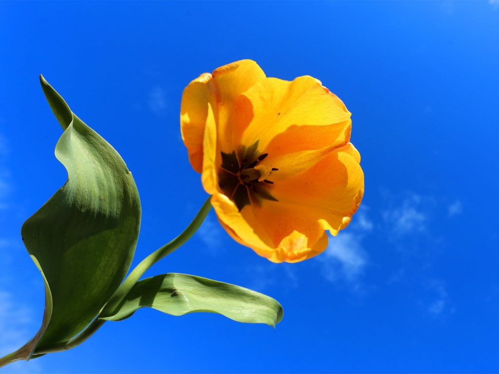 Yellow Tulip by Brian Goldie