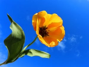 Yellow Tulip by Brian Goldie