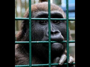 Release Me by Sue Clegg