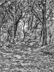 3 Black & white canopy