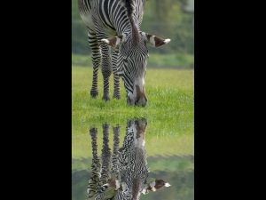 5 Zebra