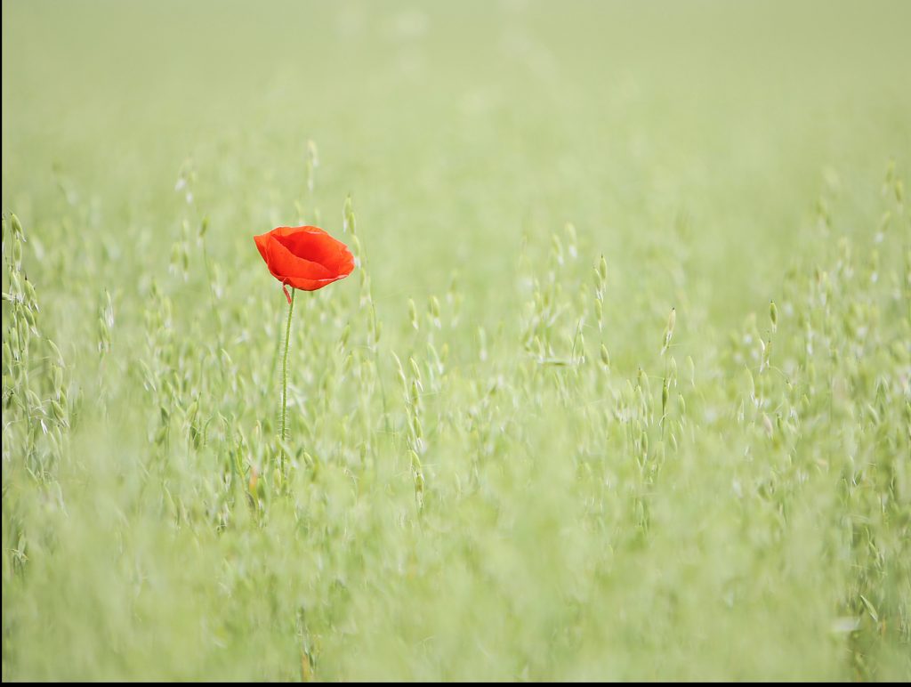 Poppy by Brian Goldie
