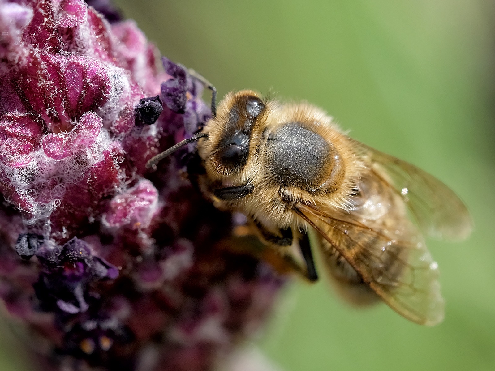 Bee on Lavender by Andrea Thrussell