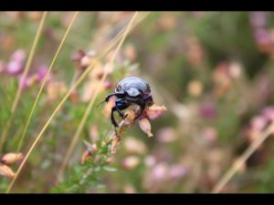 Beetle by Stuart Alexander