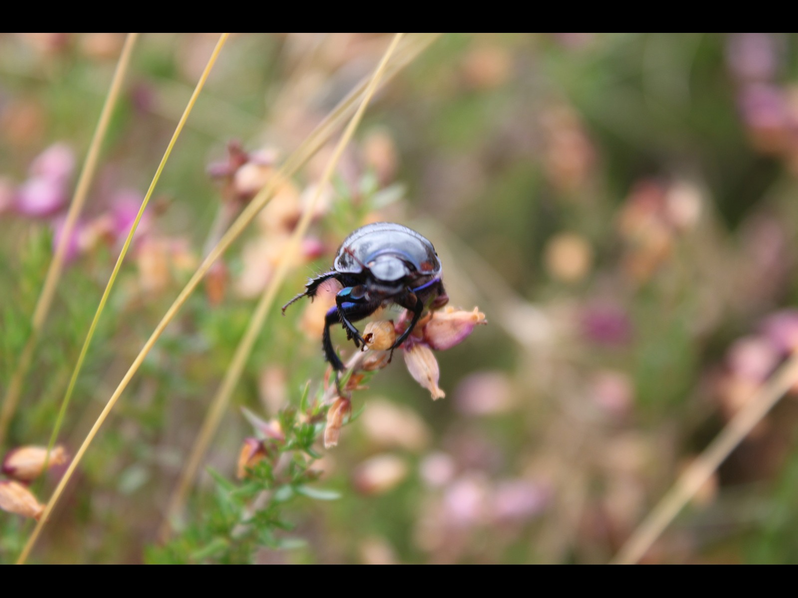 Beetle by Stuart Alexander