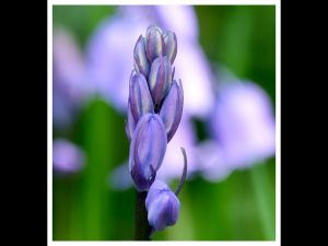 Bluebells by Andrea Thrussell