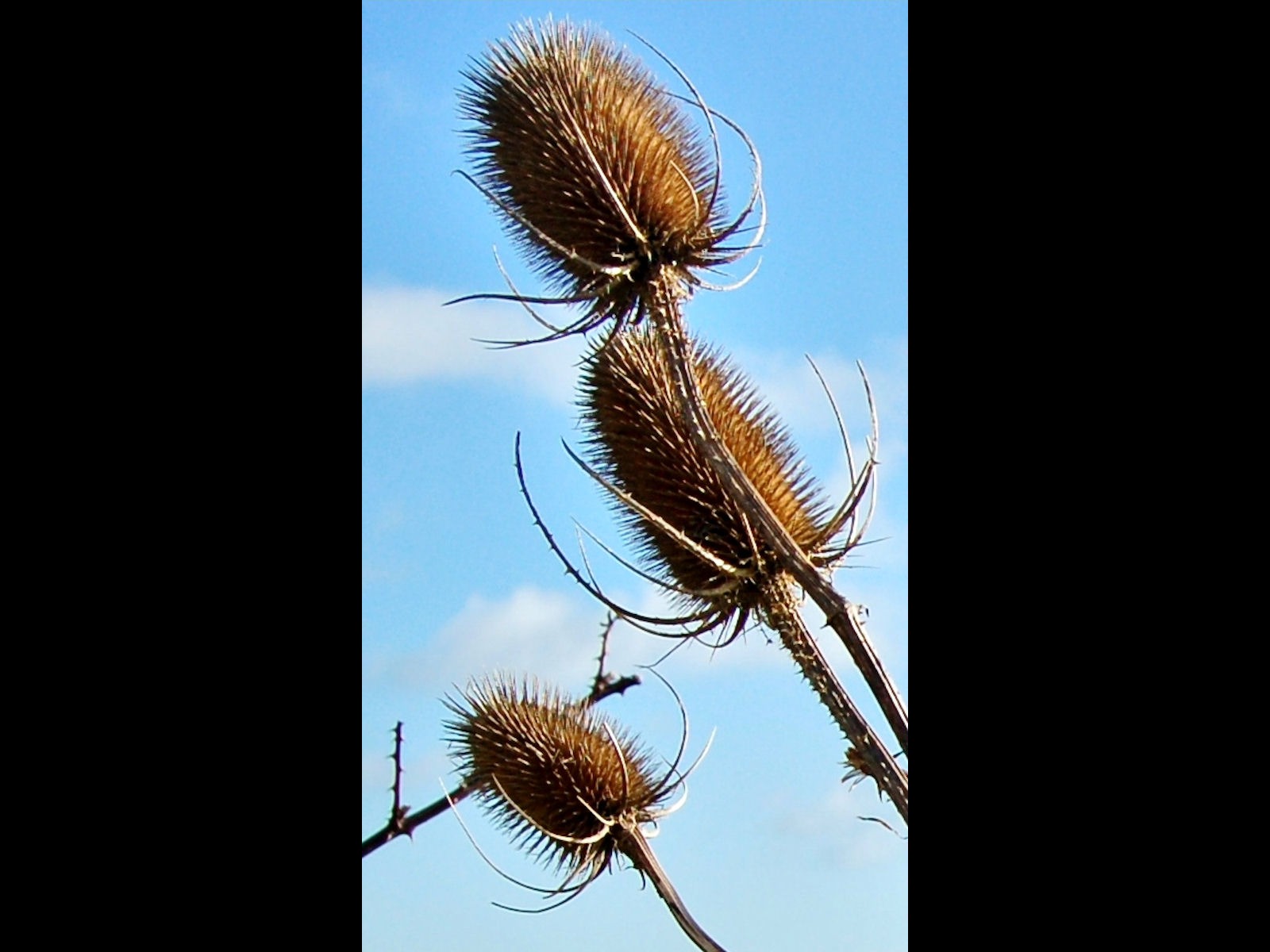 Burrs by Lesley Cullen