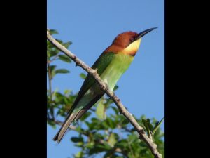 Chestnut Cheeked Beeeater by Anna Mayall