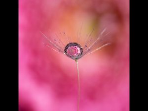 Dandelion Drop by Georgina Shaw