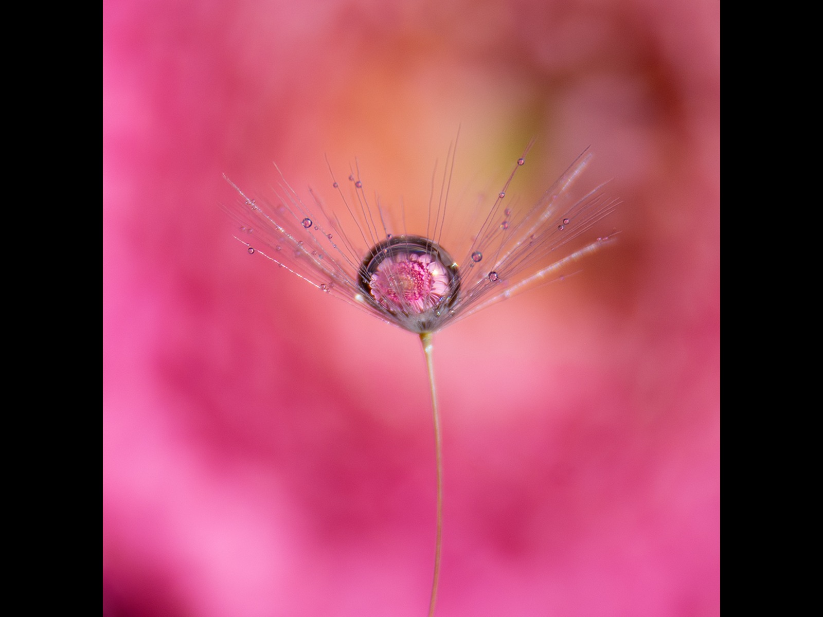 Dandelion Drop by Georgina Shaw