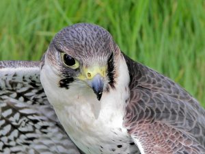 Eagle Eye by Lesley Cullen