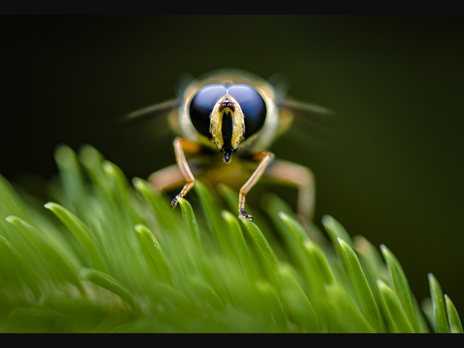 Faceoff by Dave Salter