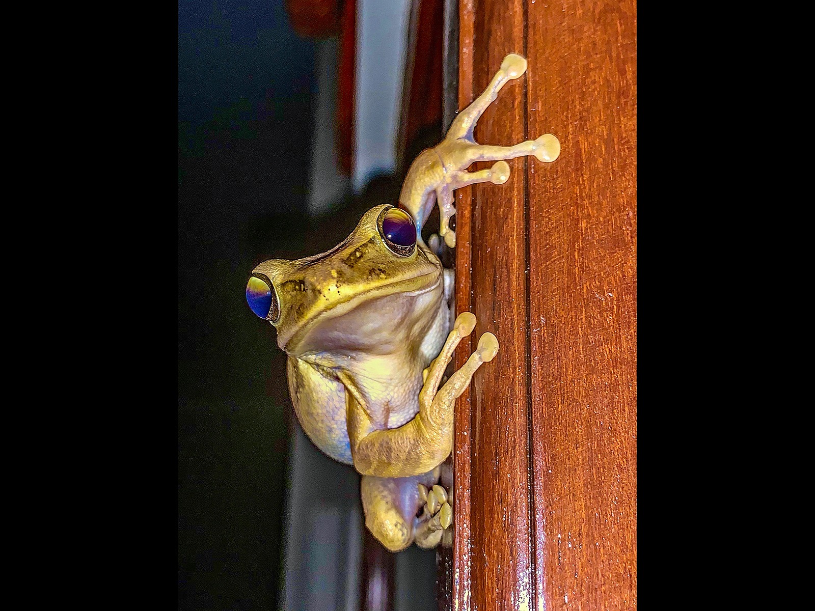 Frog by Simon Jennings