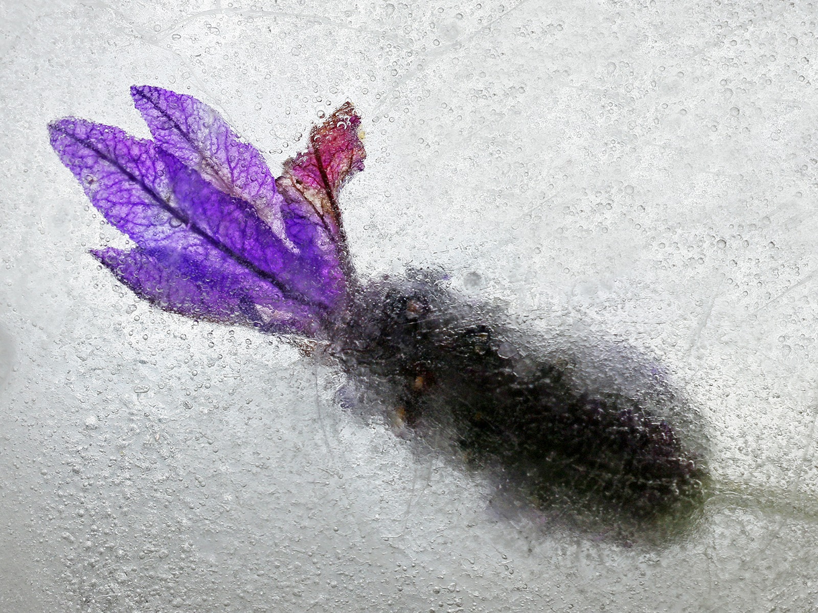 Frozen Flower by Sue Clegg
