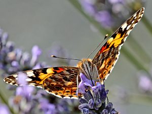 Painted Lady feeding by John Keelan