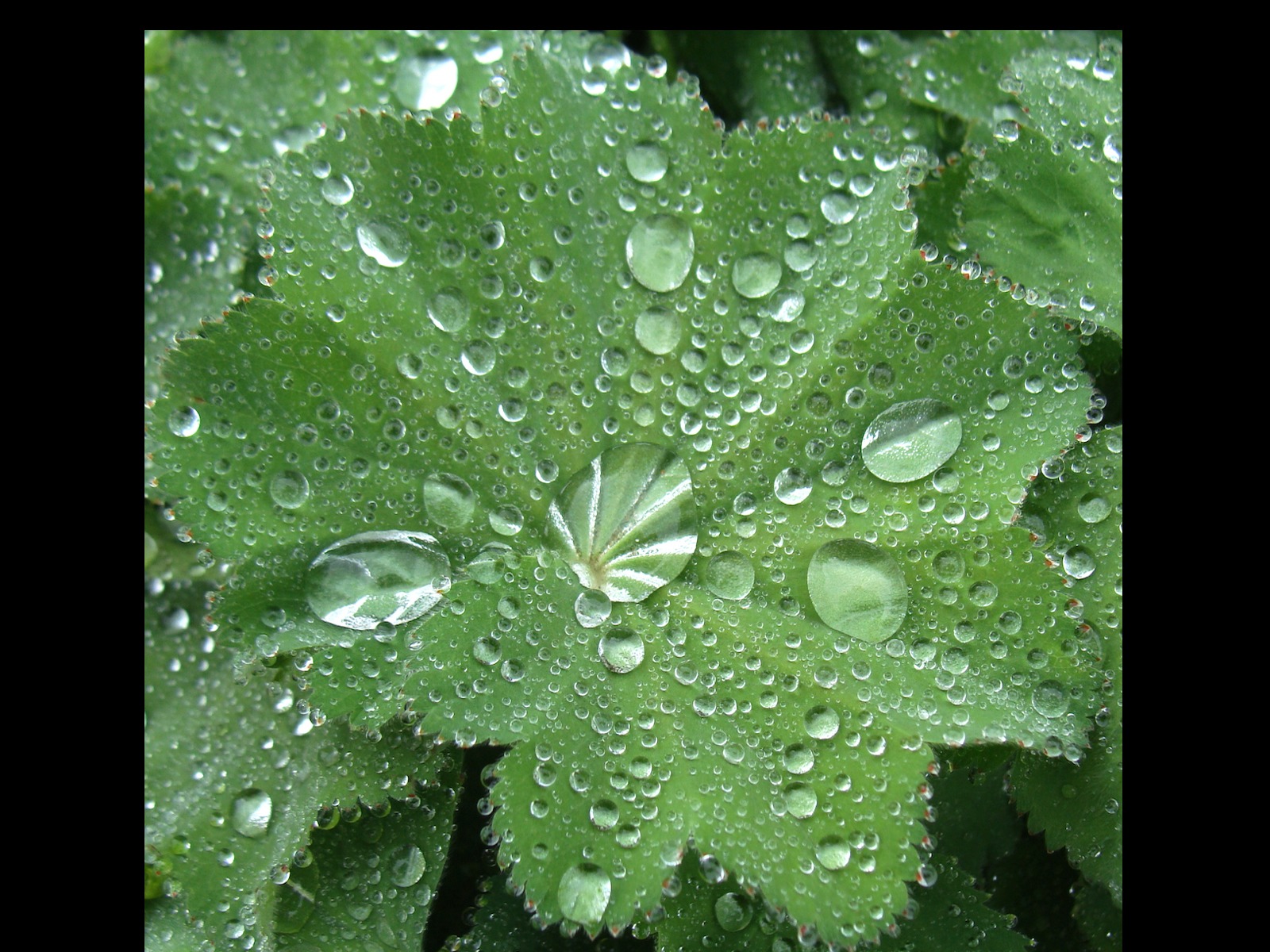 Raindrops by Anna Mayall