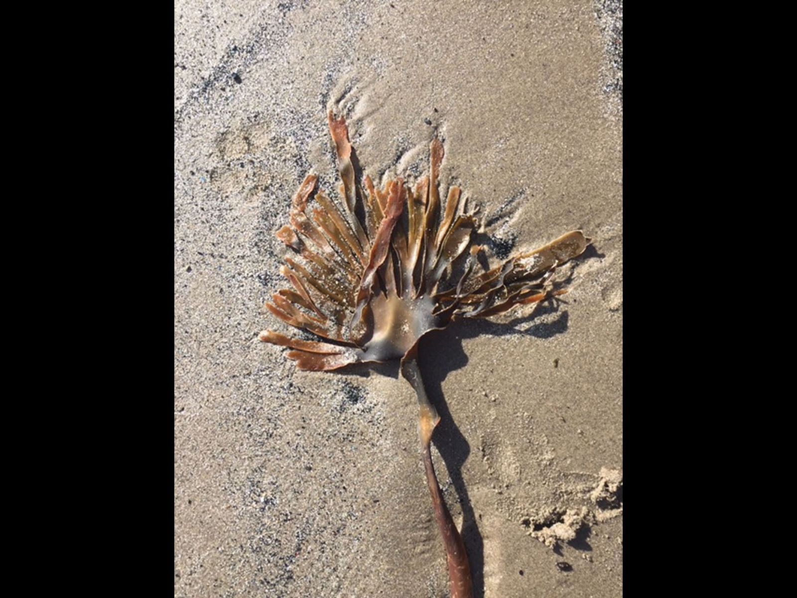 Seaweed by Jenny Shade