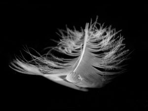The Feather by Georgina Shaw