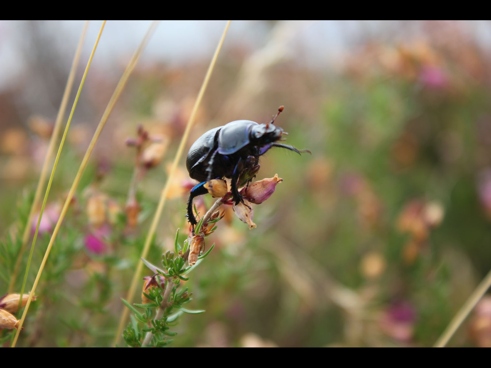 Beetle by Stuart Alexander