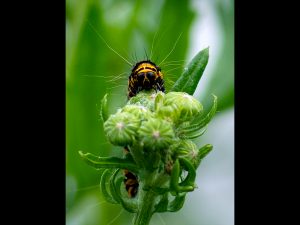 Cinnabar Moth Caterpillar by Georgina Shaw