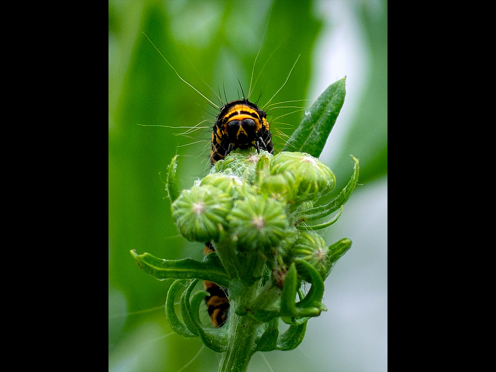 Cinnabar Moth Caterpillar by Georgina Shaw