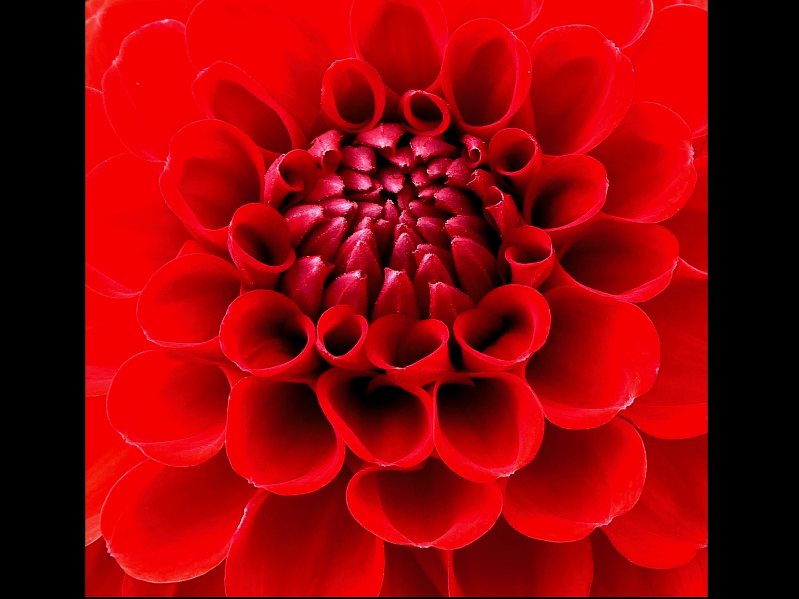 Dahlia by Anna Mayall