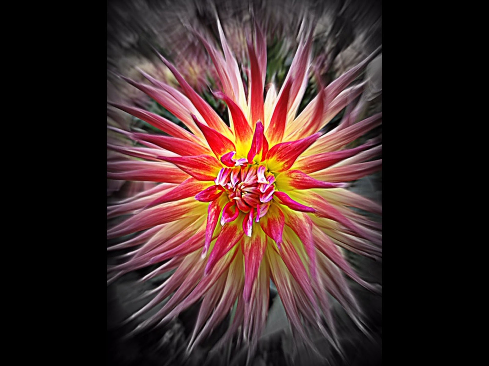 Dahlia by Jenny Shade