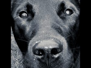 Murphy by Lesley Cullen