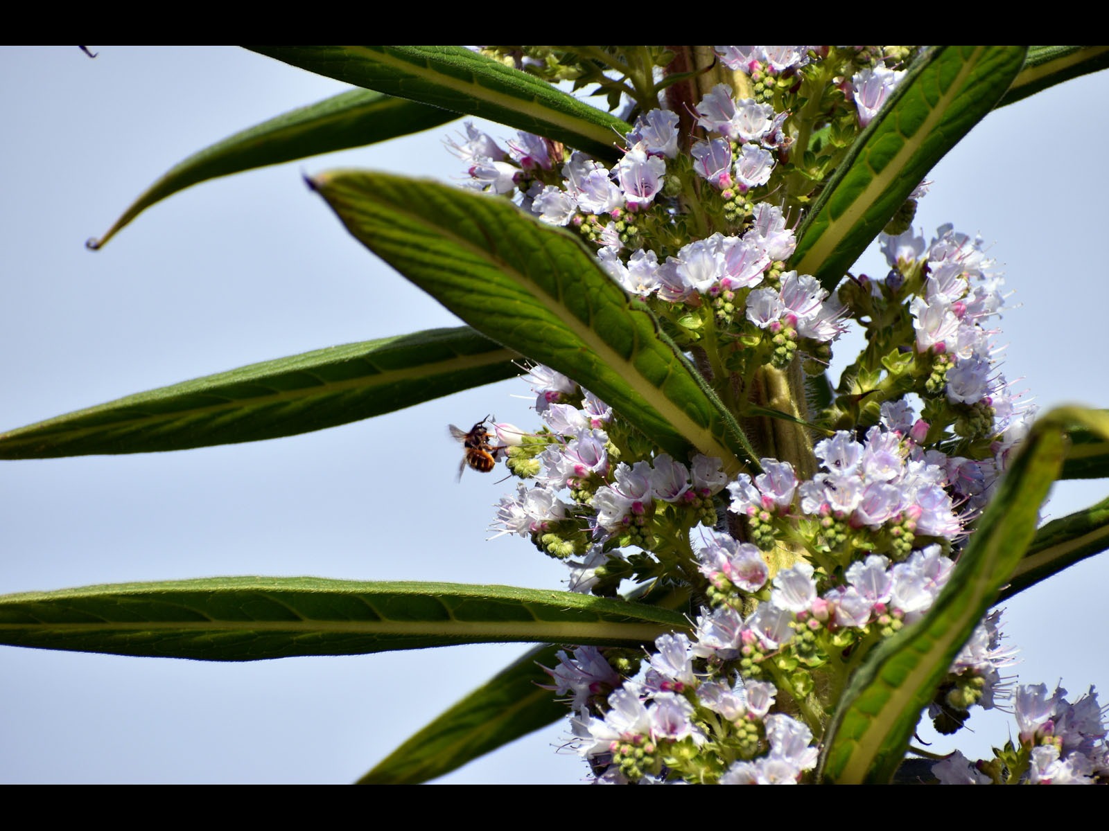 Oh Heck an Echium by Gwen Tuck