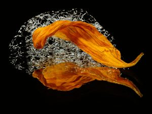 Petal and Soap Bubbles by Sue Clegg