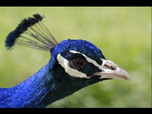 Pride of the Peacocks by Brian Green
