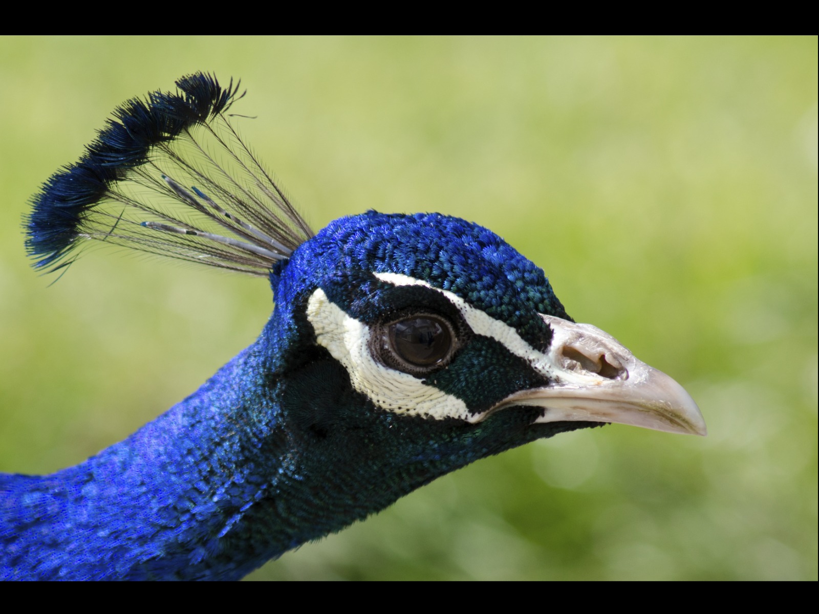 Pride of the Peacocks by Brian Green