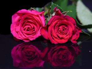 Rose Reflection by Jim Gibson