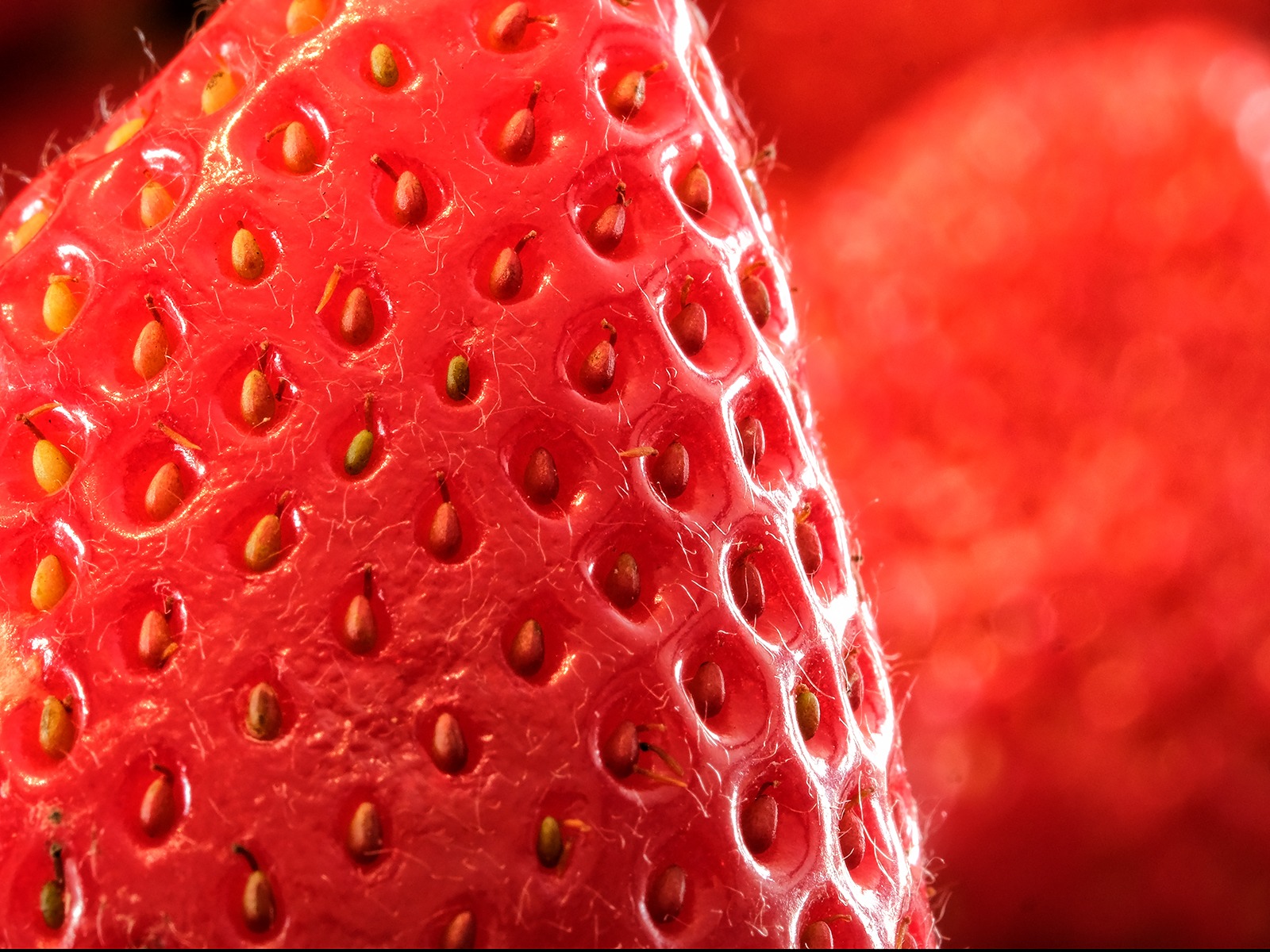Strawberry Seeds by Andrea Thrussell